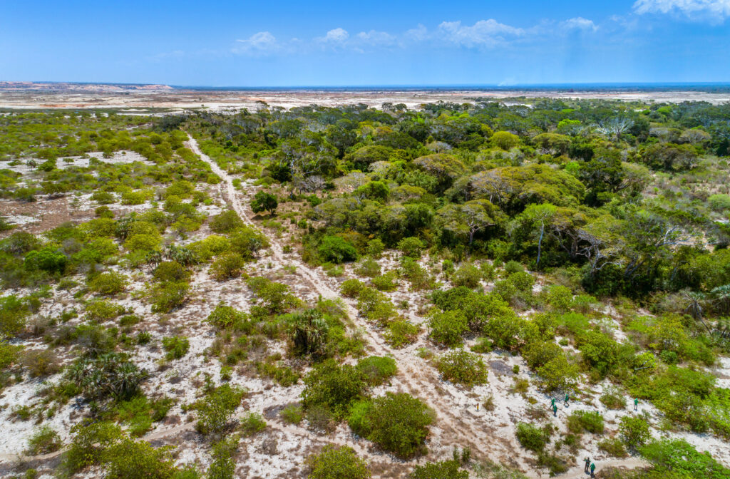 Kenmare Resources Moma Mine Icuria Forest Regeneration